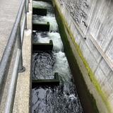 Ballard Locks Fish Ladder