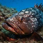 Buceo en Cabo de Palos