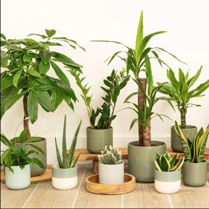 NEW PLANTS!
