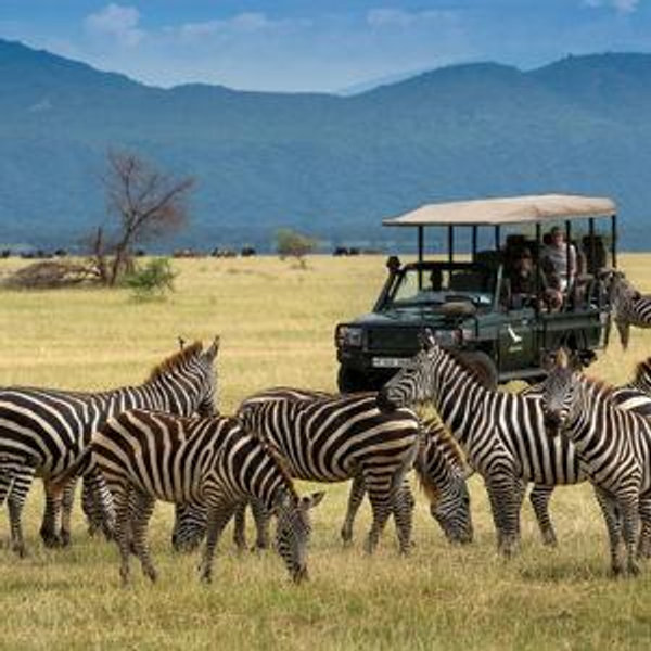 Our African Safari Honeymoon Fund