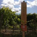 Wines of Umbria: Sangiovese grapes