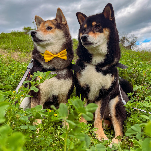 Treats for the Fur Babies 🐕 🐾