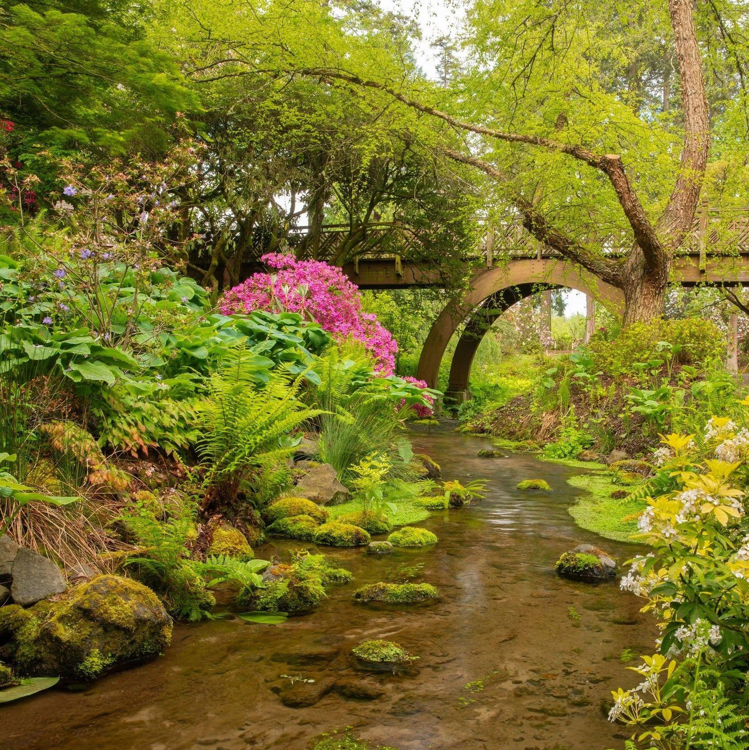 Crystal Springs Rhododendron Garden in Spring