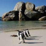 Boulders Beach