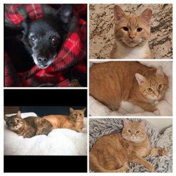 Fur Babies Fund