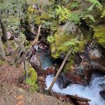 Trail of the Cedars