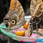 Butterfly House