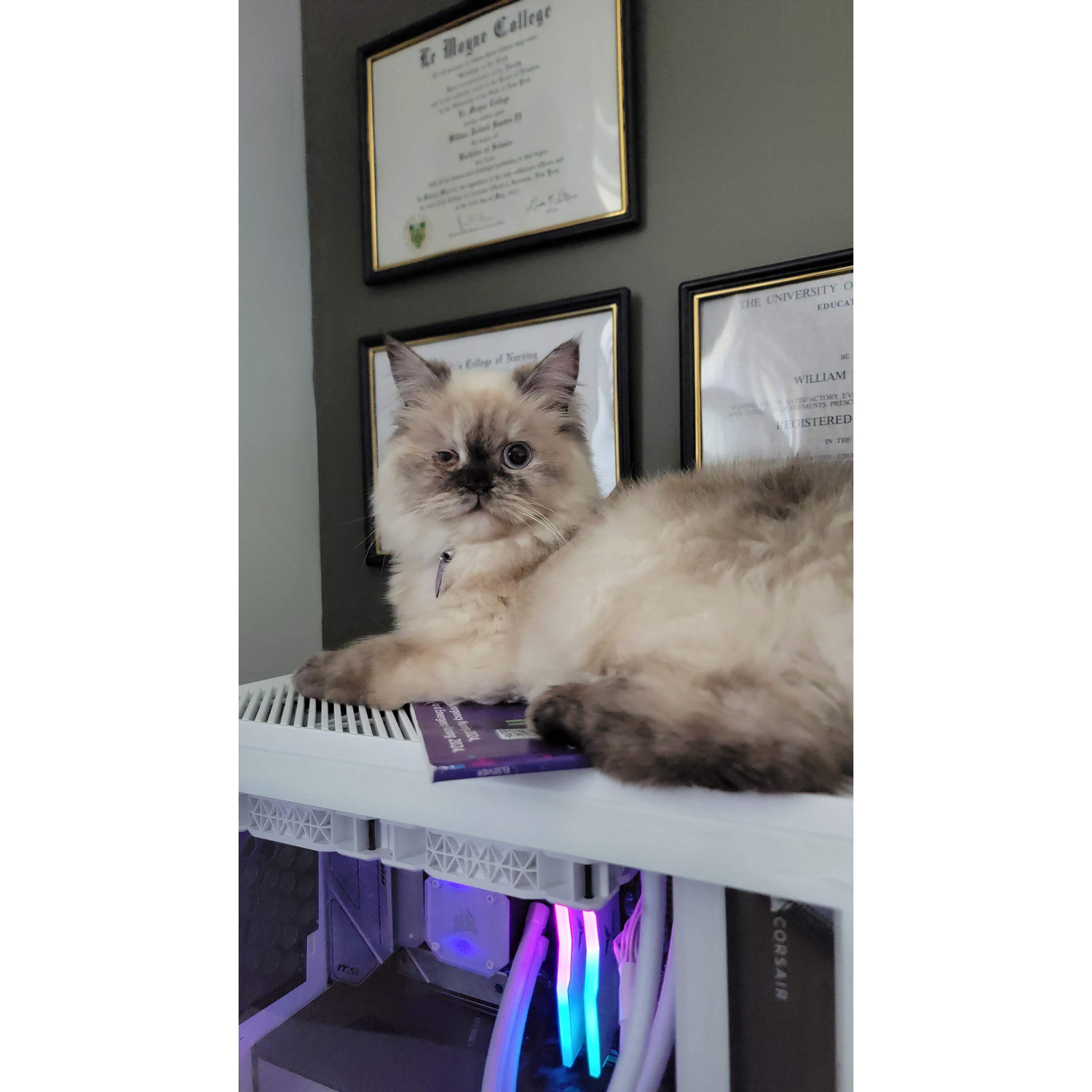 Lovebug Pursilla