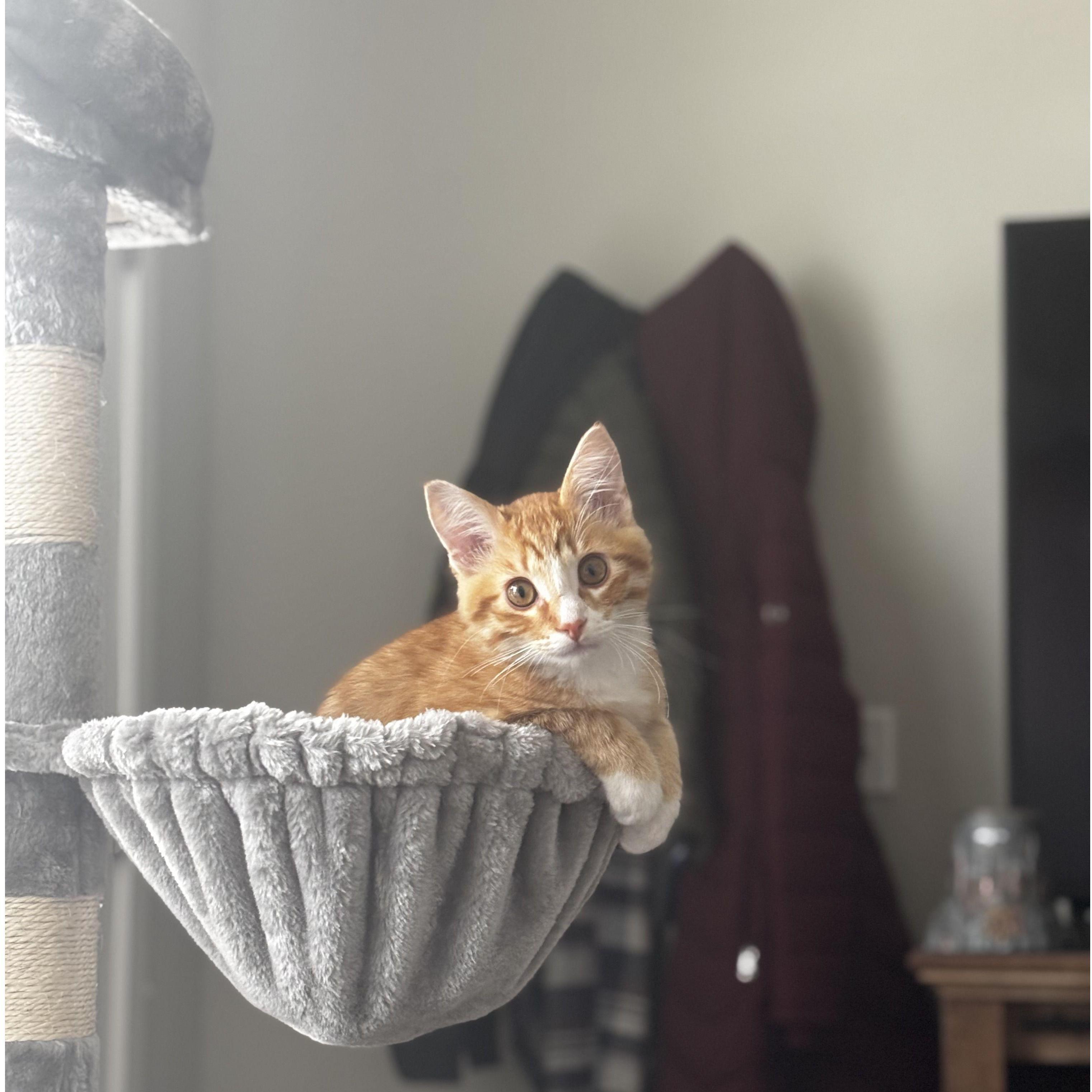 2025. Riley wants a second cat. Welcome to our family Rustee!