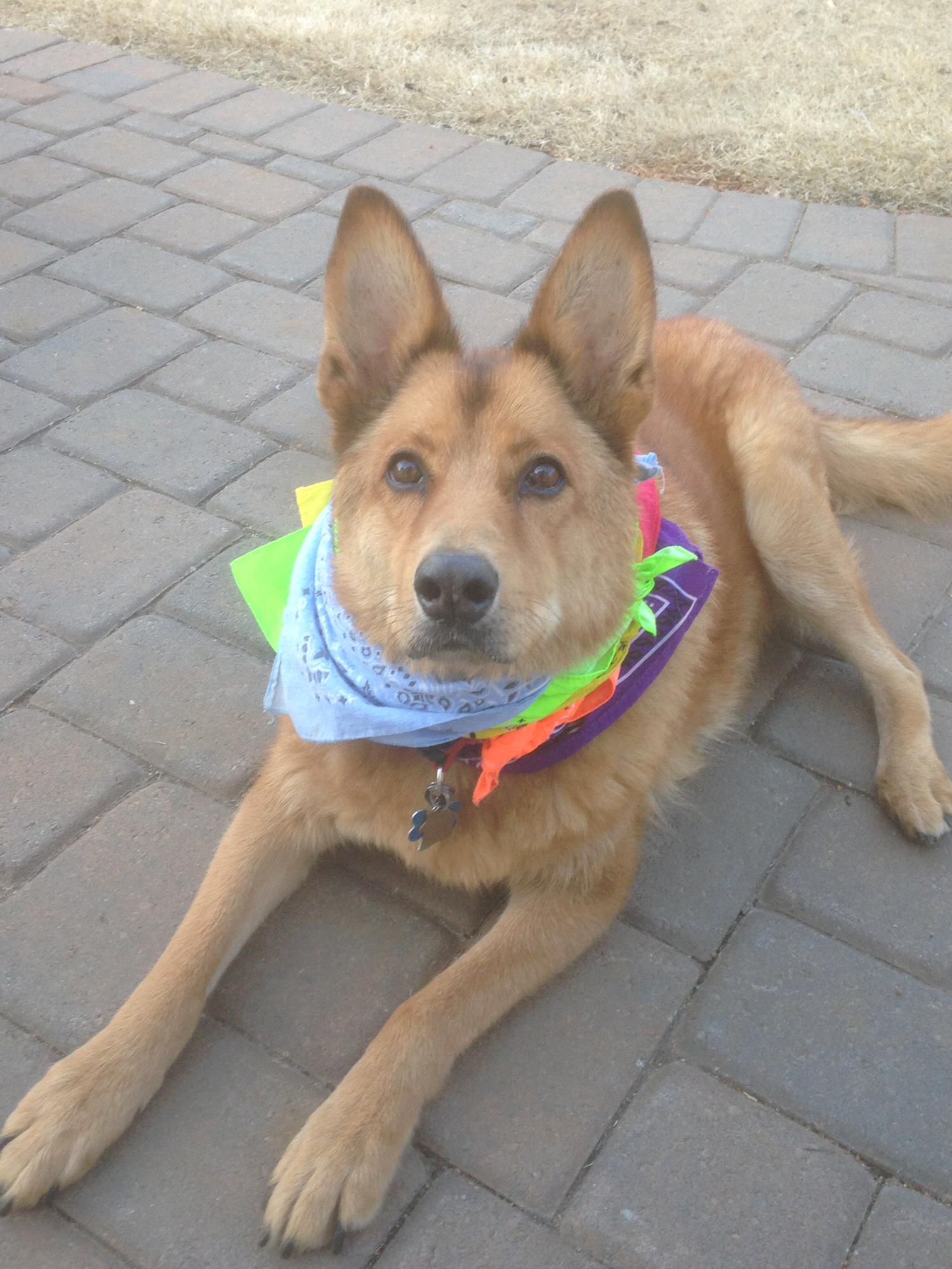 The Romberg’s other dog, Molly. It was her birthday, so she got to wear all her bandanas.