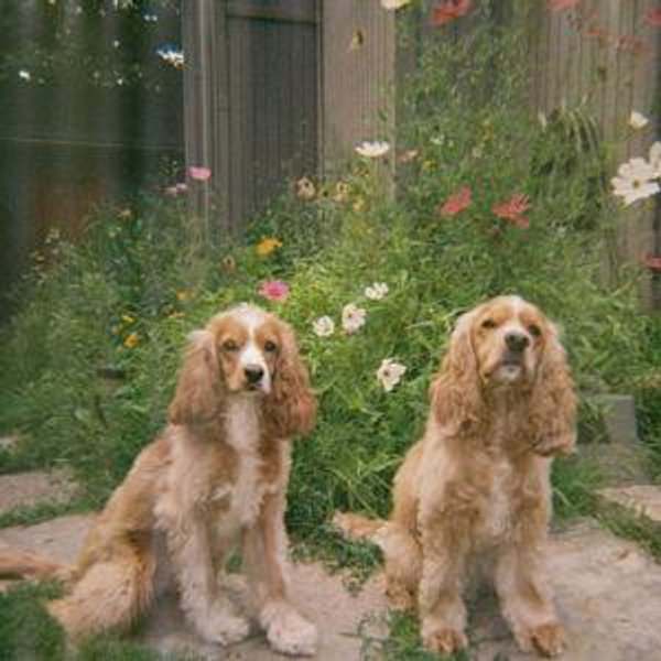 Pet Care Fund