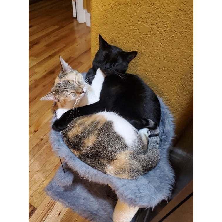The cats in their 2nd home ❤️