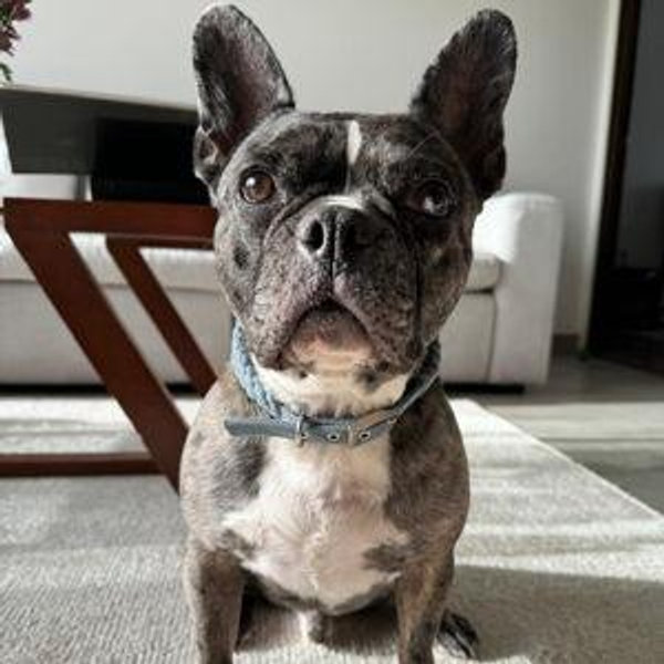 Billy's Pet Toy Fund