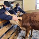 Billings Farm & Museum