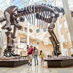 Fernbank Museum | 3D Theater | Forest