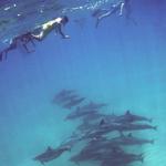 Dolphin Excursions Hawaii
