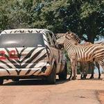 Wild Animal Safari