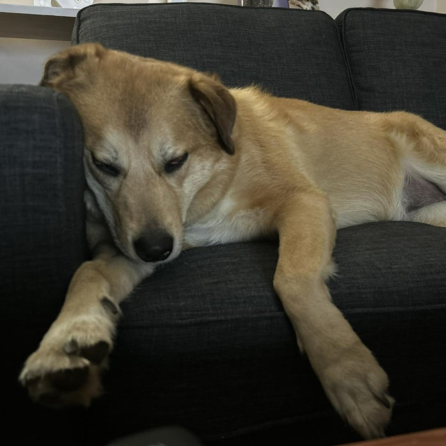 New Couch Fund