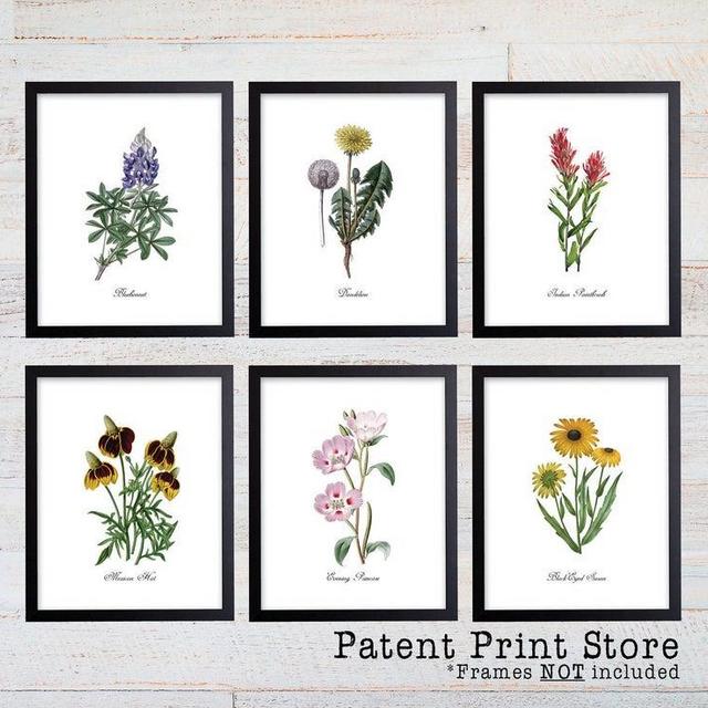 Texas Wildflower Botanical Art