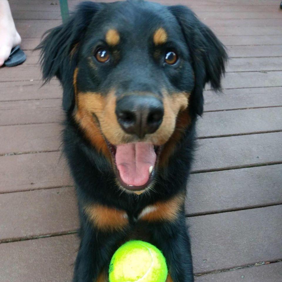 SADIE!! Our fur-child