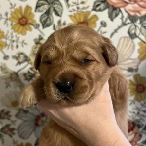 Puppy Kindergarten