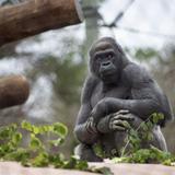 Franklin Park Zoo