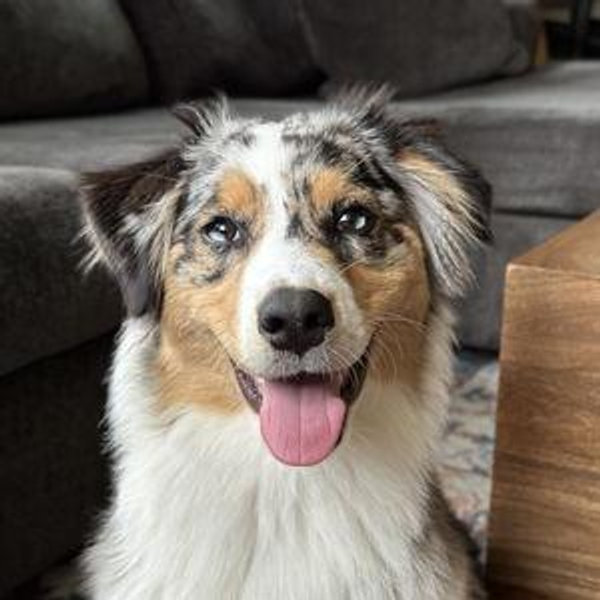 Sage's Dog Classes & Toy Fund