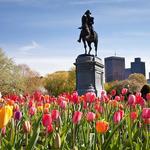 Boston Public Garden