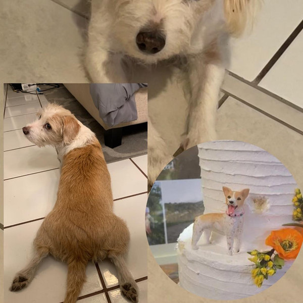 Personalized custom dog wedding cake topper , pet cake topper，Pets Birthday，cat cake topper , Anniversary pet，dog Figurines，Christmas gifts