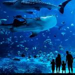 Georgia Aquarium