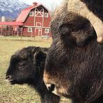 The Musk Ox Farm