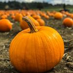 Pumpkin Patch