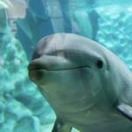 Georgia Aquarium