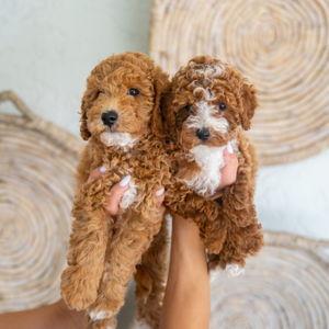 Our future mini golden doodle