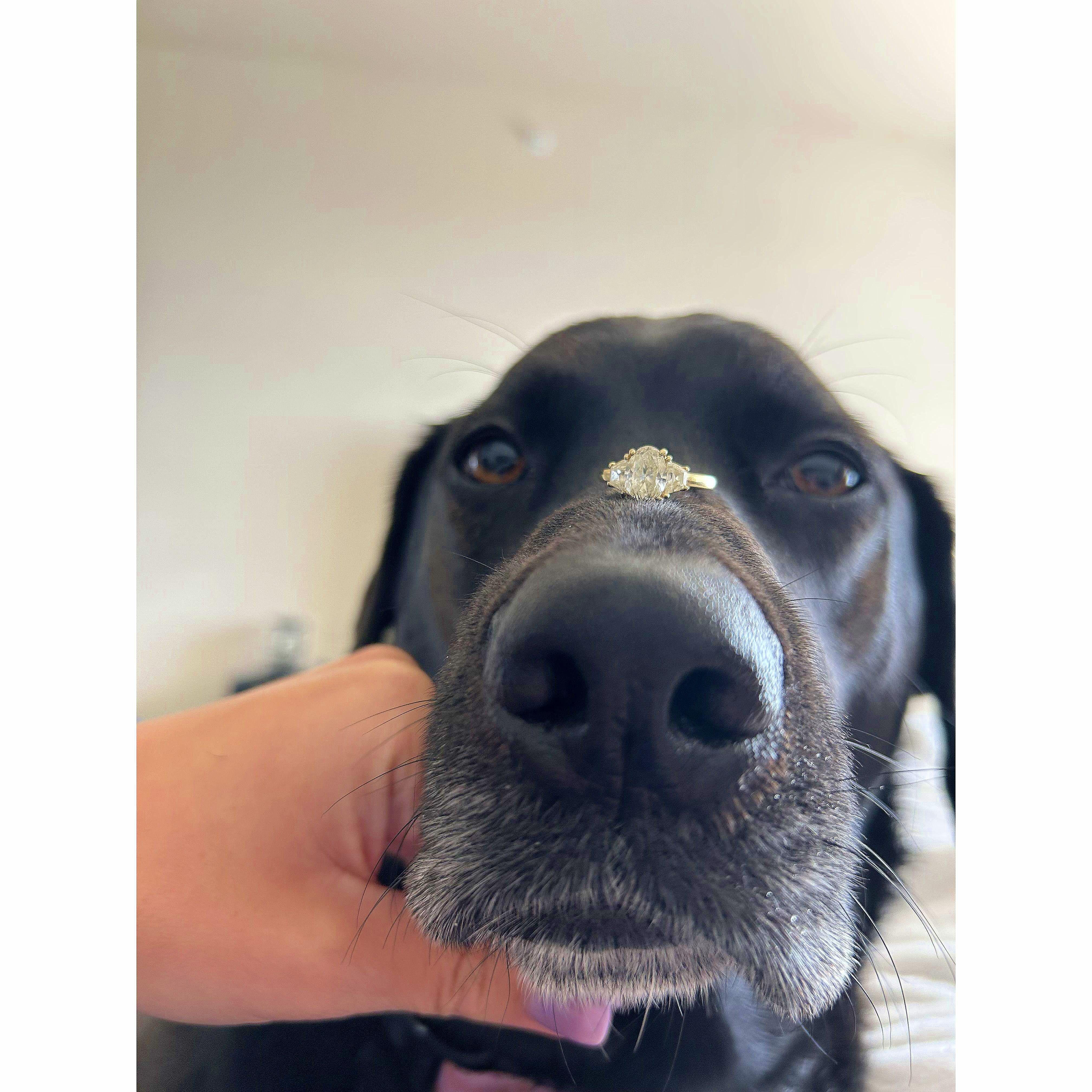 I couldn't not get a picture with Nala and the ring 💜