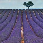 Cape Cod Lavender Farm