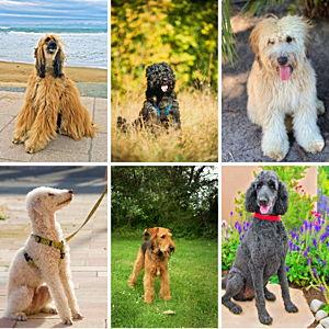 Dog Fund
