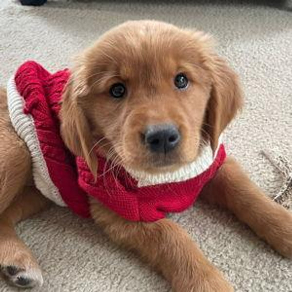 Pancake Needs a Friend Fund
