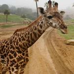 San Diego Zoo