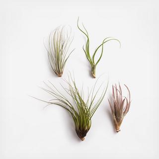 4-Piece Large Air Plant Pack