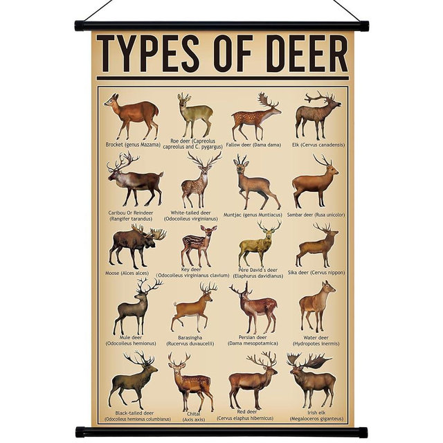 Geyee Deer Vintage Poster Wall Decor Deer Hunting Art Knowledge Picture Prints Wall Decor for Home Kitchen Office Classroom Living Room Bedroom Frame, 15.8 x 23.6 Inch