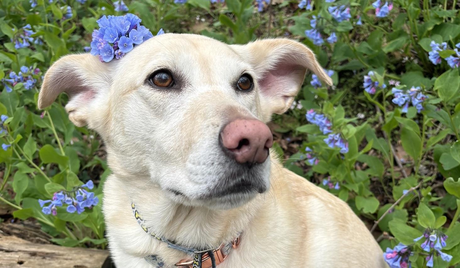 The Wedding Website of Ilana Faye Adler and Jeremy Tyler Benjamin