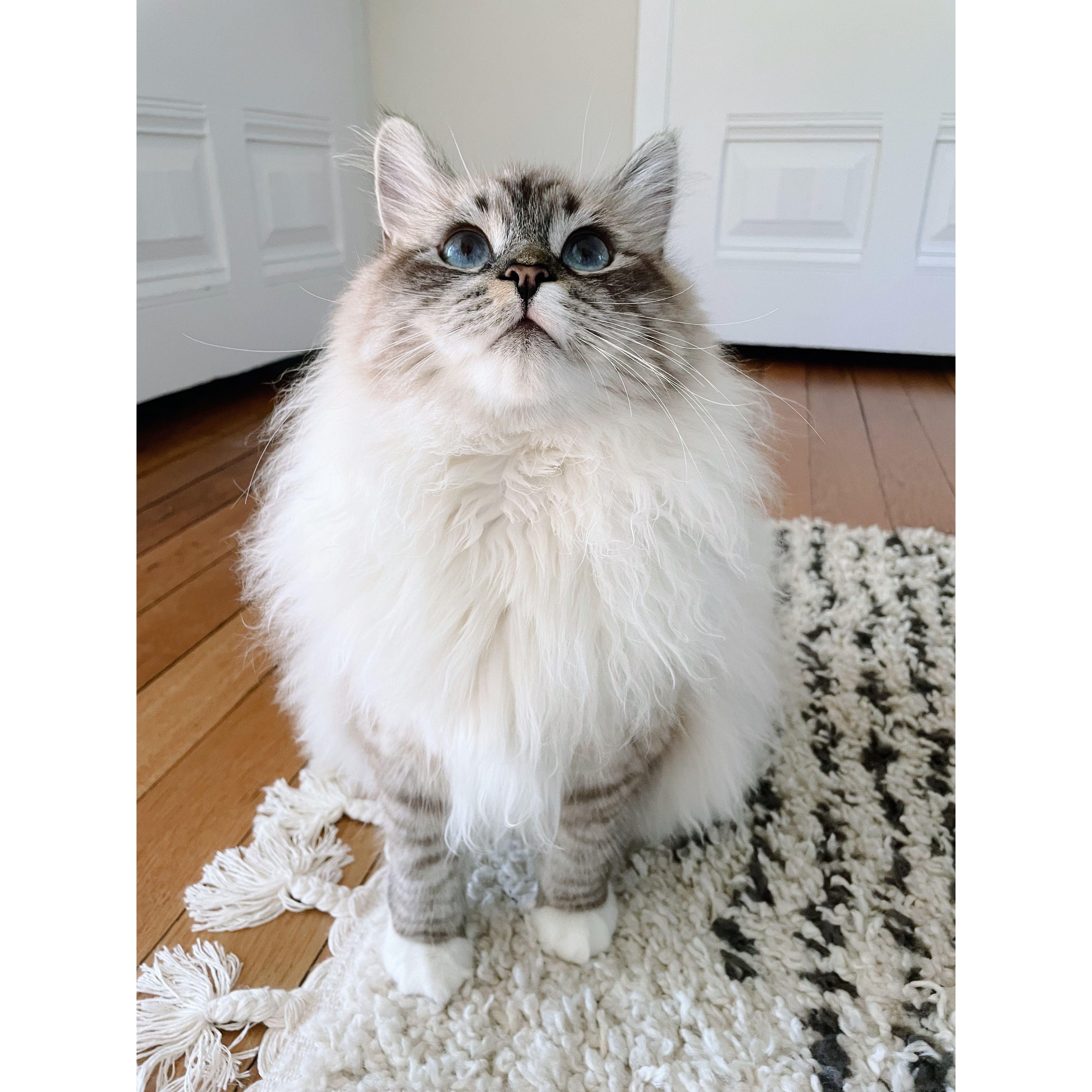 Louishka