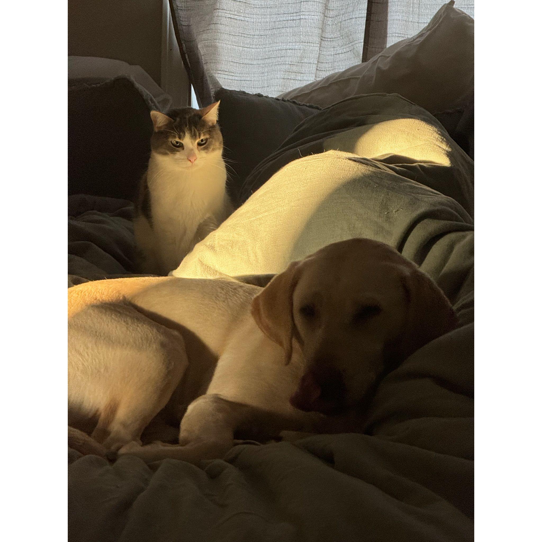 Can't forget our fur babies, Cali and Cowboy!