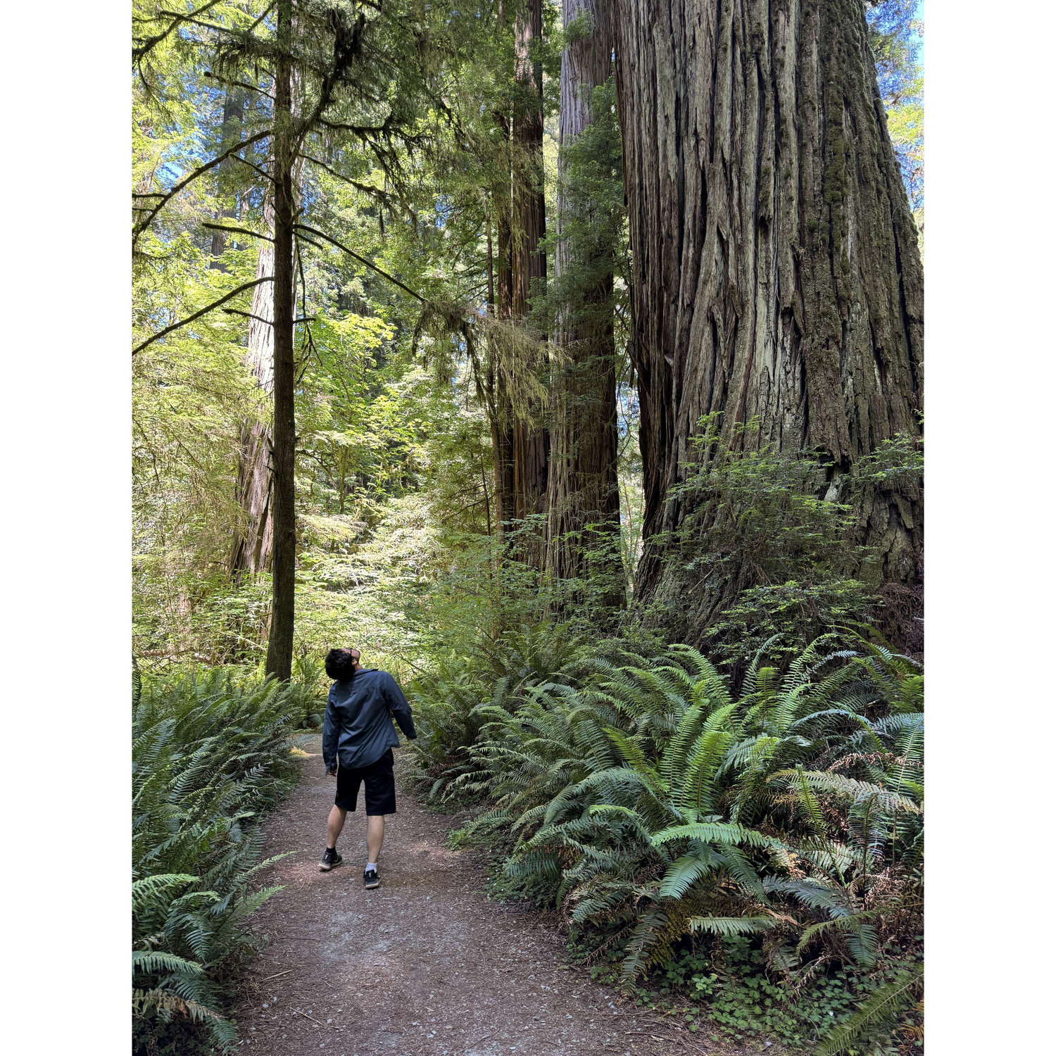 Walking among giants in the Redwoods - 6 year anniversary trip 2024!