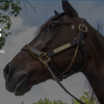 Horse Farms and Tours