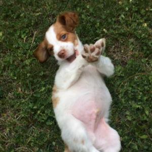 Puppy Fund