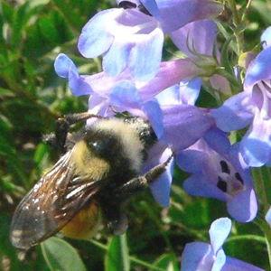 Showy Penstemon (2)