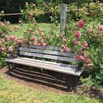 Elizabeth Park Rose Garden