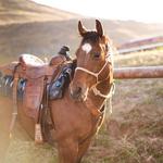 Madonna Inn Trail Rides